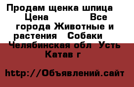 Продам щенка шпица.  › Цена ­ 15 000 - Все города Животные и растения » Собаки   . Челябинская обл.,Усть-Катав г.